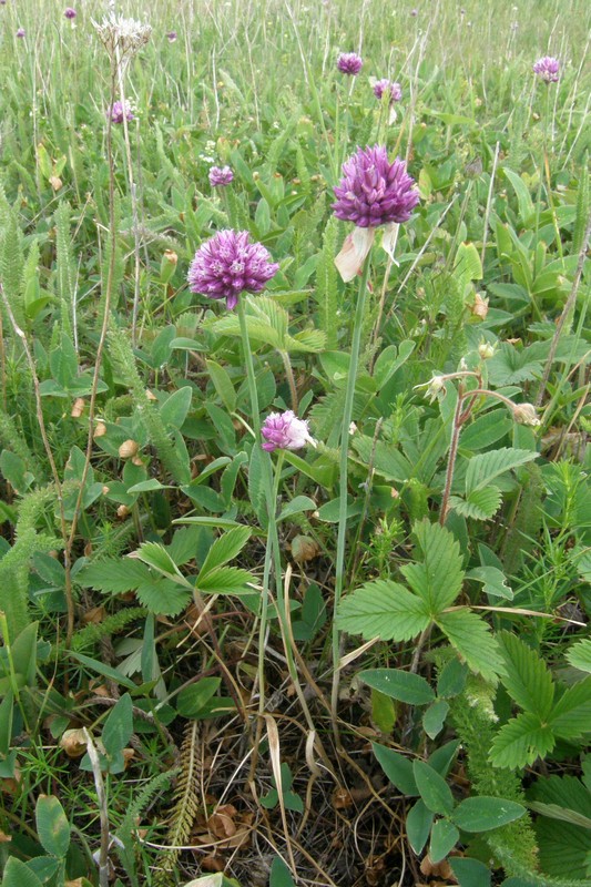 Image of Allium jajlae specimen.