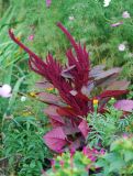 Amaranthus cruentus