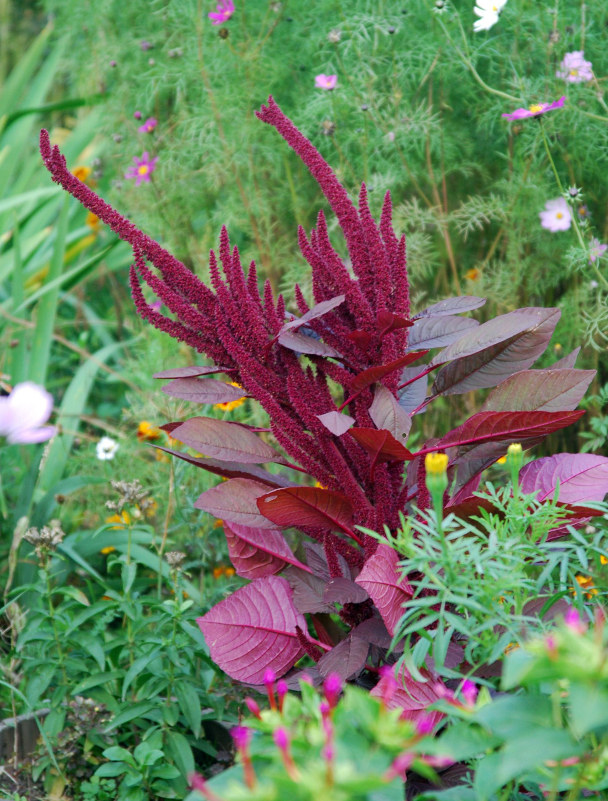 Изображение особи Amaranthus cruentus.