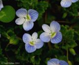 Veronica filiformis