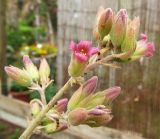 Kalanchoe beharensis