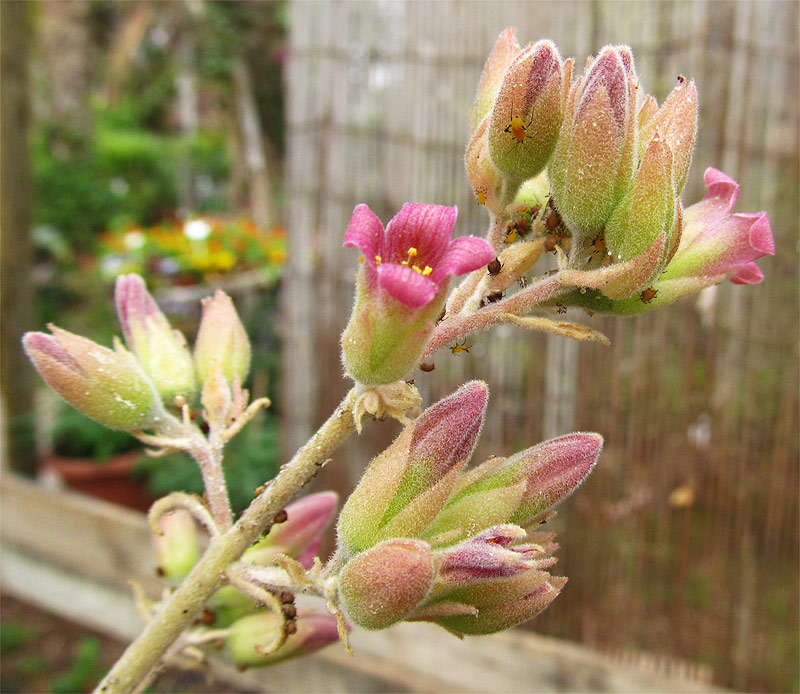 Изображение особи Kalanchoe beharensis.