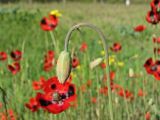 Papaver laevigatum. Цветонос с бутоном. Украина, Донецкая обл., Кривая коса, песчано-ракушечниковая терраса, НПП \"Меотида\". 26.04.2014.