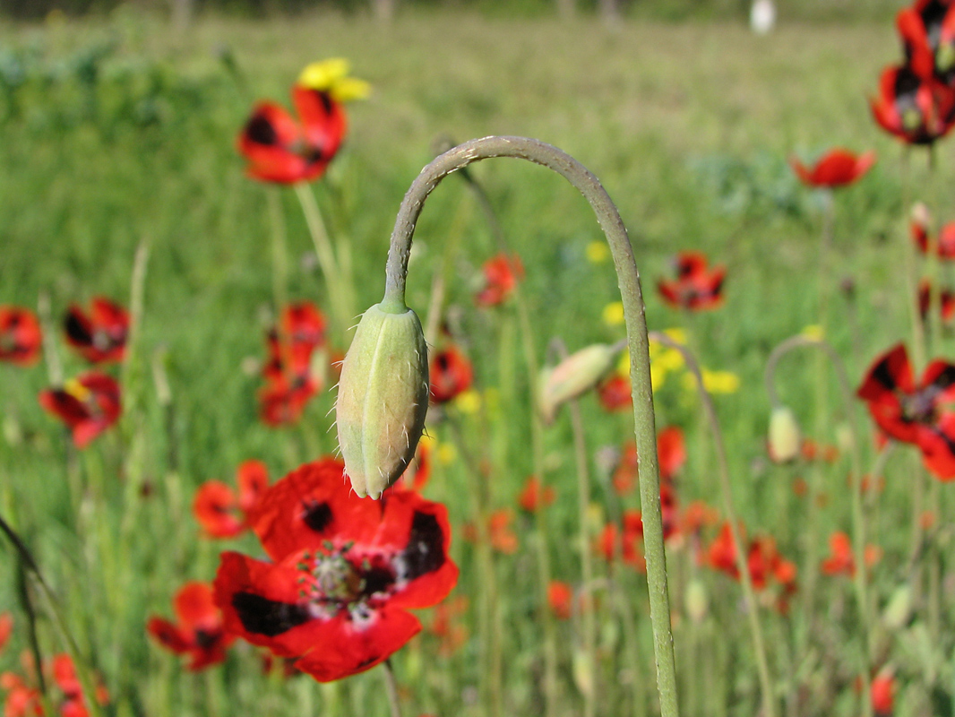 Image of Papaver laevigatum specimen.