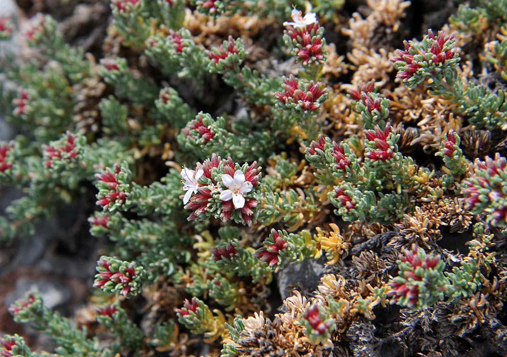 Image of Frankenia hirsuta specimen.