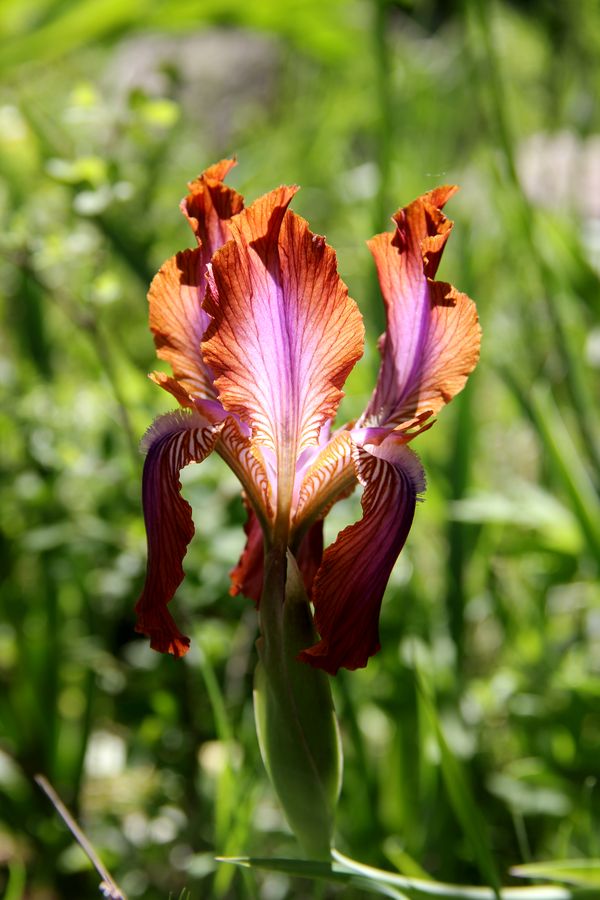 Image of Iris stolonifera specimen.