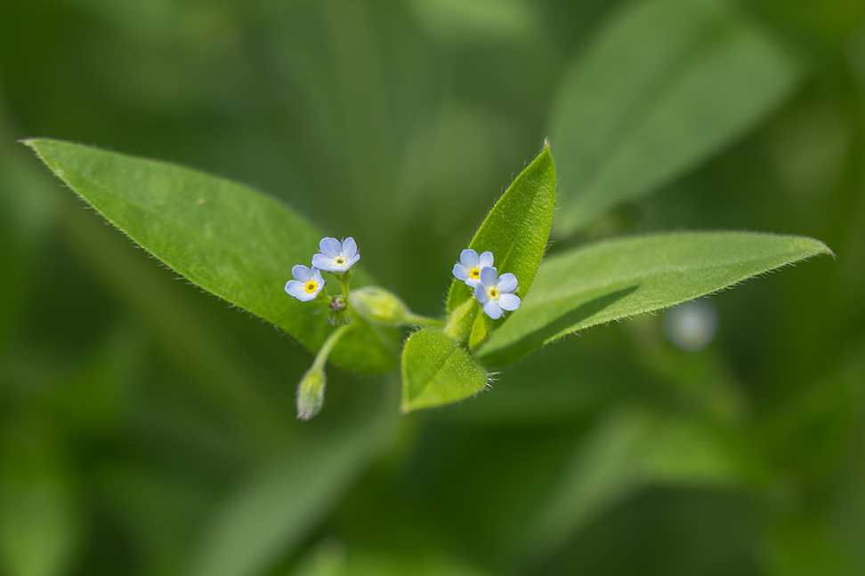Image of Myosotis sparsiflora specimen.