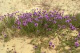 Thymus pallasianus