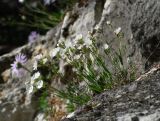 Lychnis samojedorum