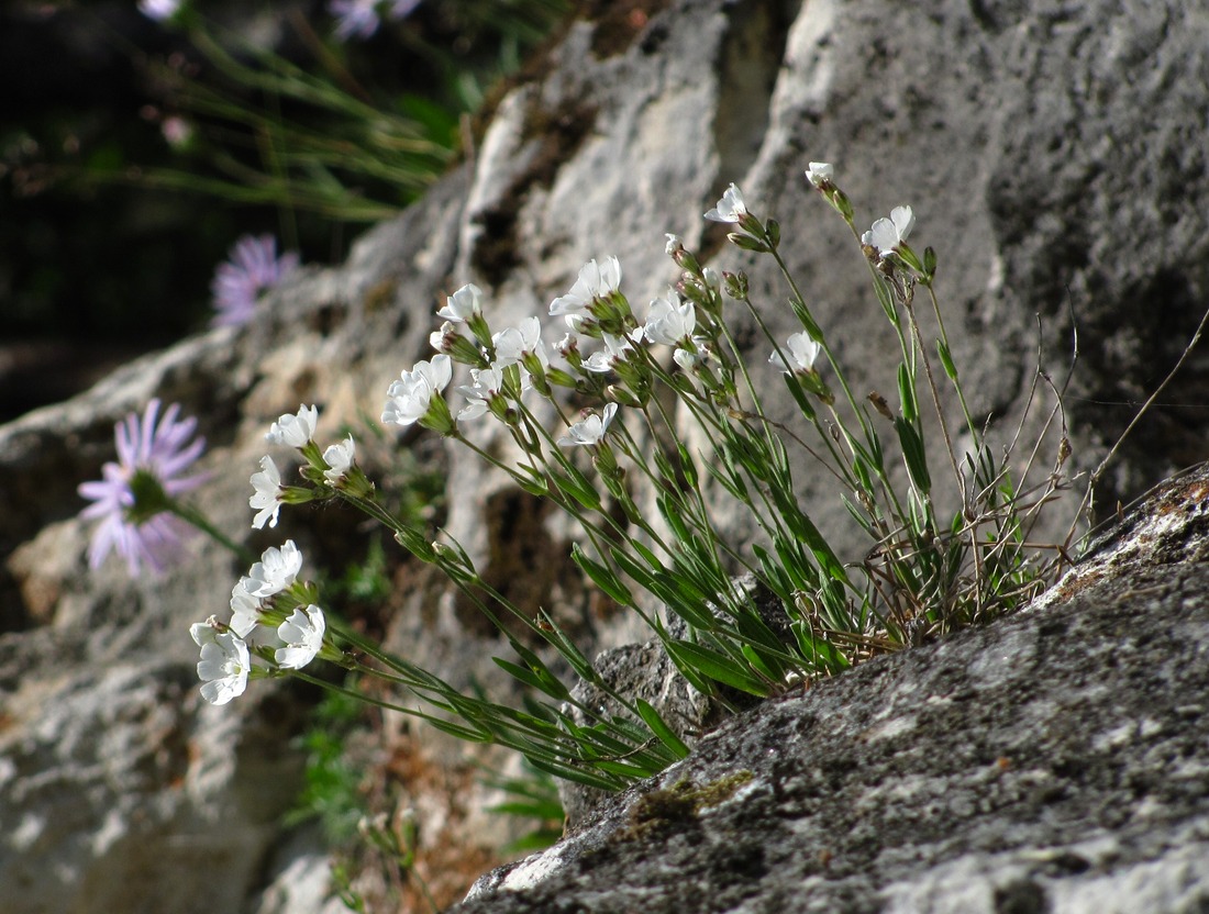 Image of Lychnis samojedorum specimen.