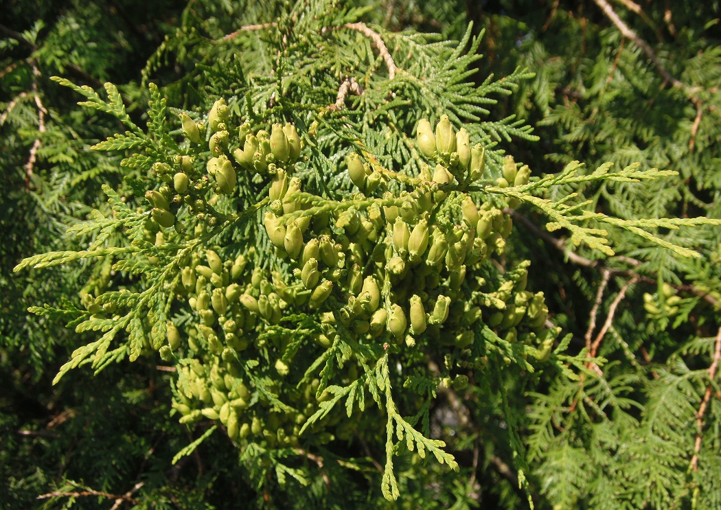 Image of Thuja occidentalis specimen.