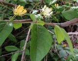 Lonicera chrysantha