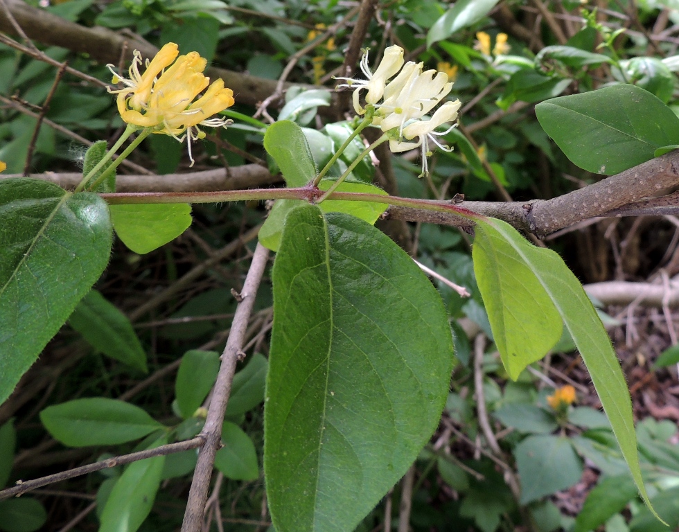 Изображение особи Lonicera chrysantha.