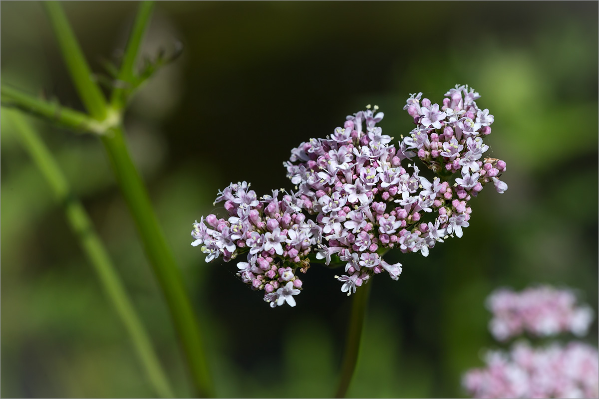 Image of Valeriana officinalis specimen.