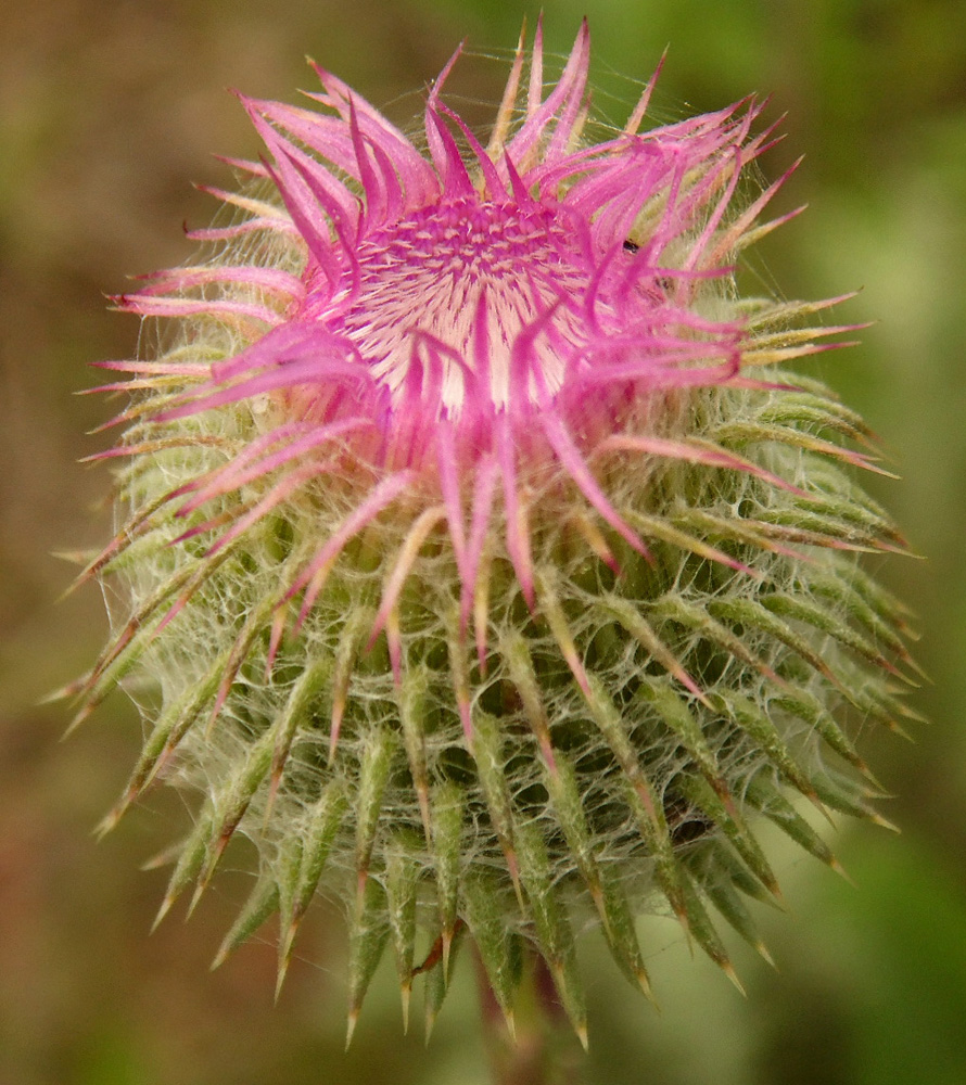 Image of Carduus uncinatus specimen.