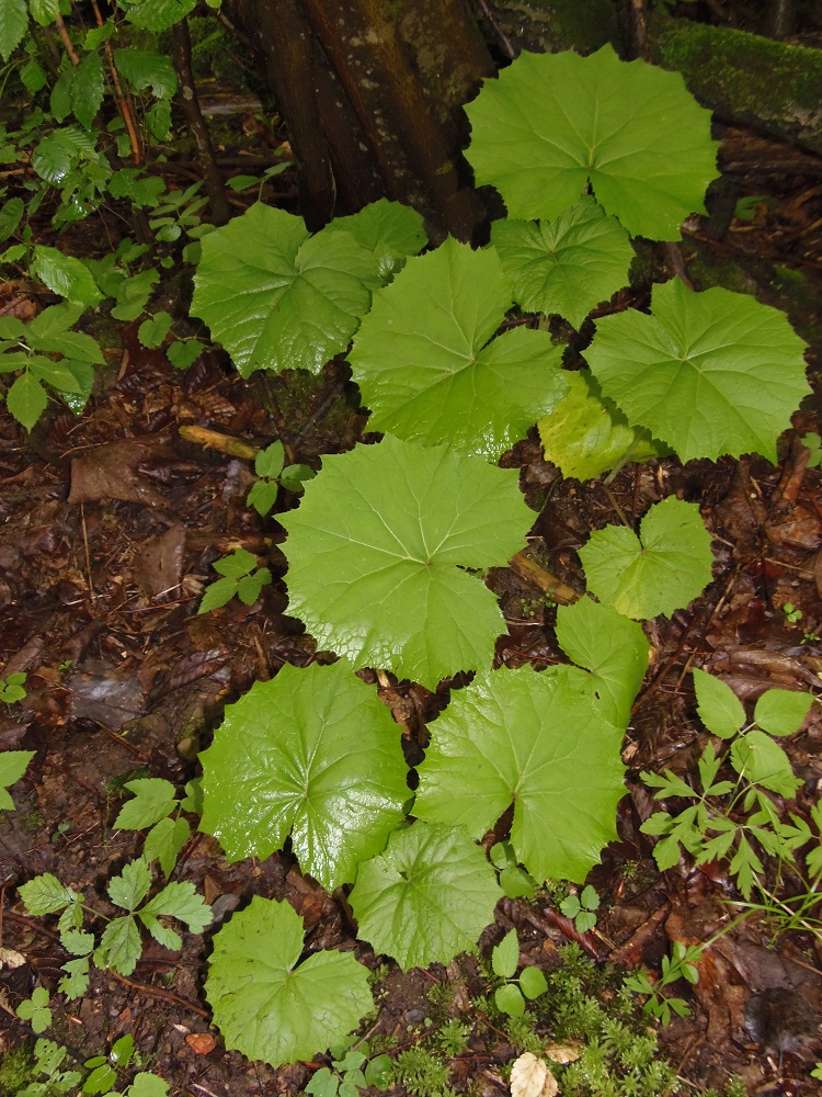 Image of Tussilago farfara specimen.
