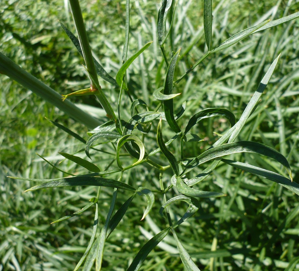 Image of Peucedanum morisonii specimen.