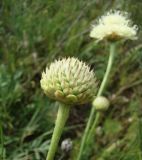 Cephalaria uralensis