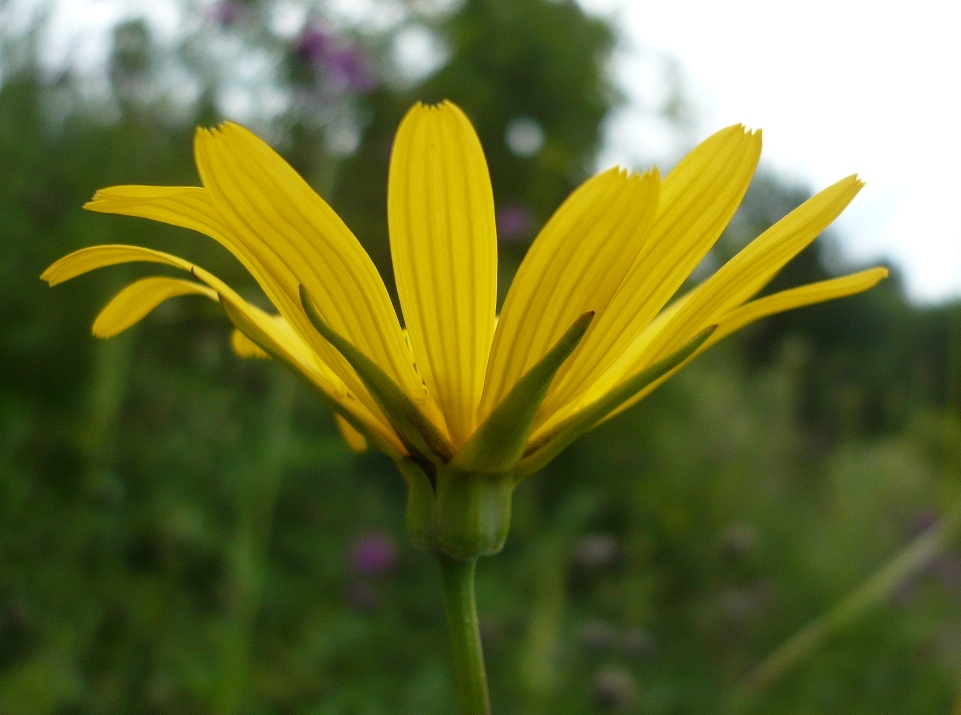 Изображение особи Tragopogon orientalis.