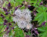 Lactuca sibirica