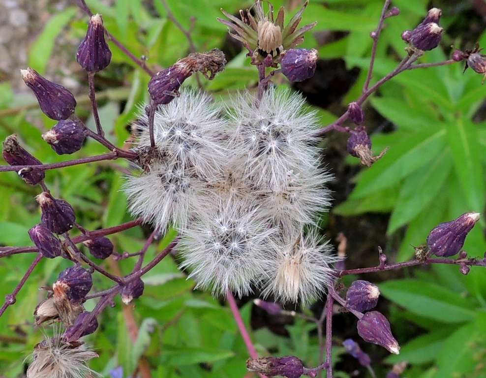 Image of Lactuca sibirica specimen.