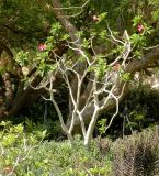 Adenium obesum