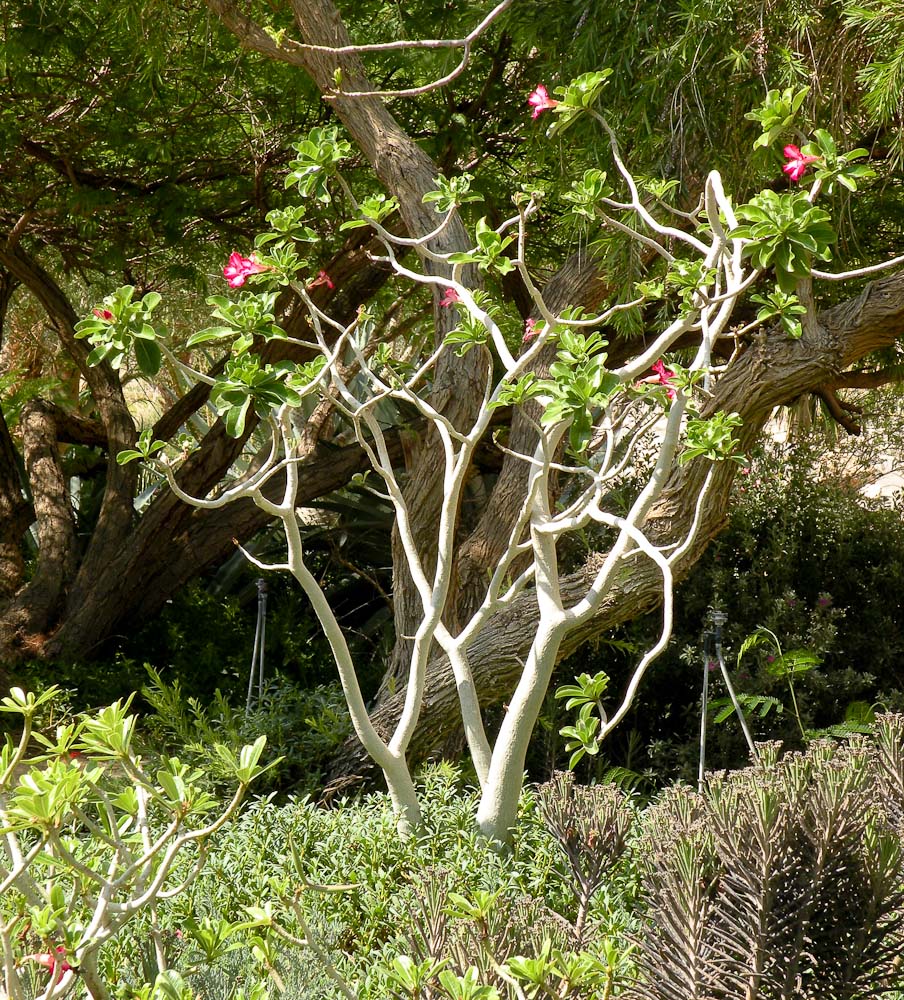 Image of Adenium obesum specimen.