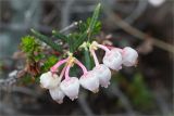 Andromeda polifolia