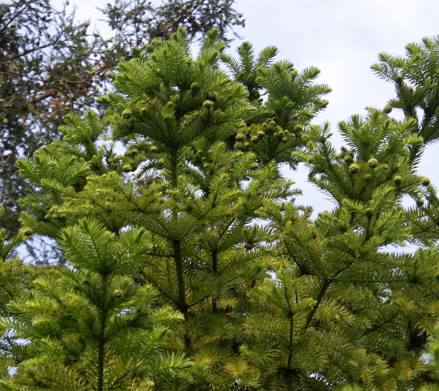 Image of Cunninghamia lanceolata specimen.