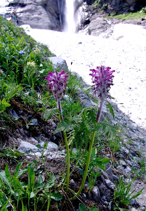 Image of Pedicularis panjutinii specimen.