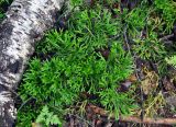 Diphasiastrum complanatum. Вегетирующие растения. Республика Коми, Печоро-Илычский заповедник, долина реки Ыджыд-Ляга. 17.08.2014.