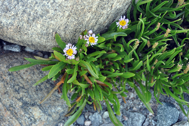 Image of Tripolium pannonicum ssp. tripolium specimen.