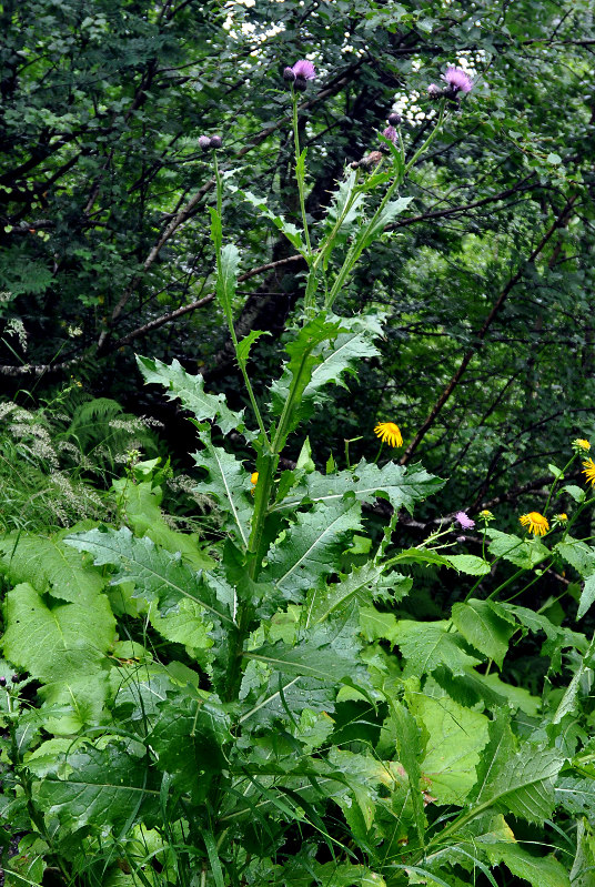 Изображение особи Cirsium uliginosum.