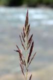 Calamagrostis epigeios