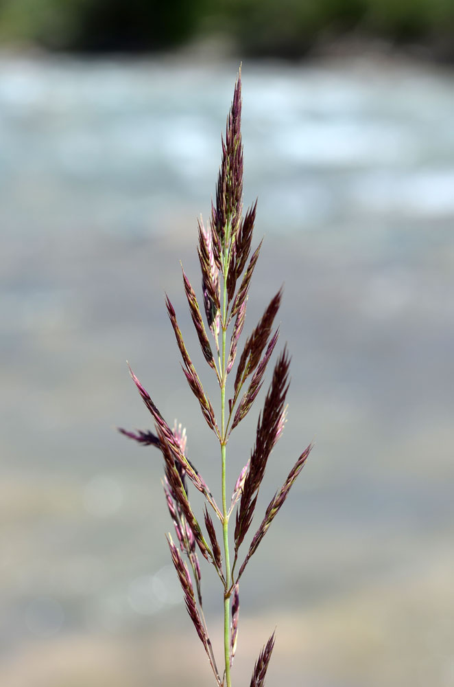 Изображение особи Calamagrostis epigeios.