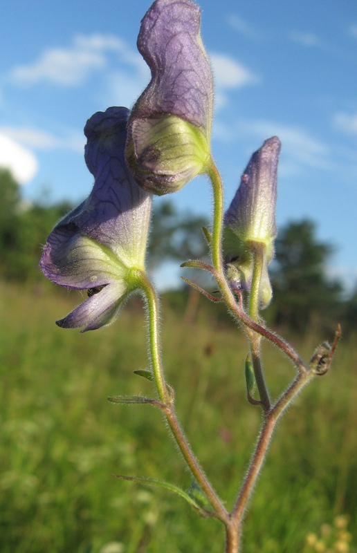 Image of Aconitum volubile specimen.