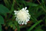 Scabiosa ochroleuca