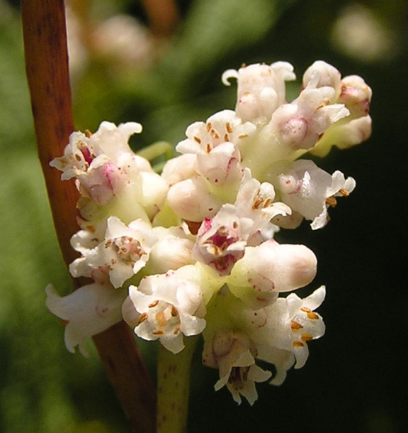 Image of Cuscuta japonica specimen.