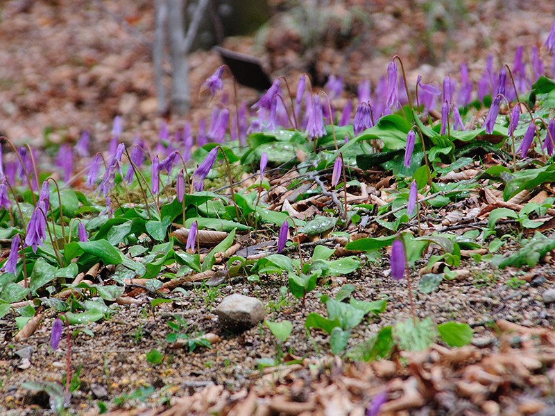 Изображение особи Erythronium japonicum.