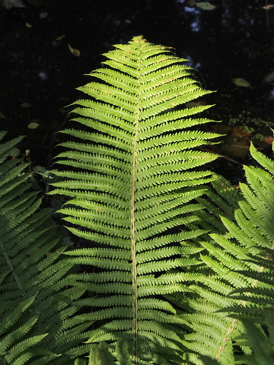 Image of Matteuccia struthiopteris specimen.