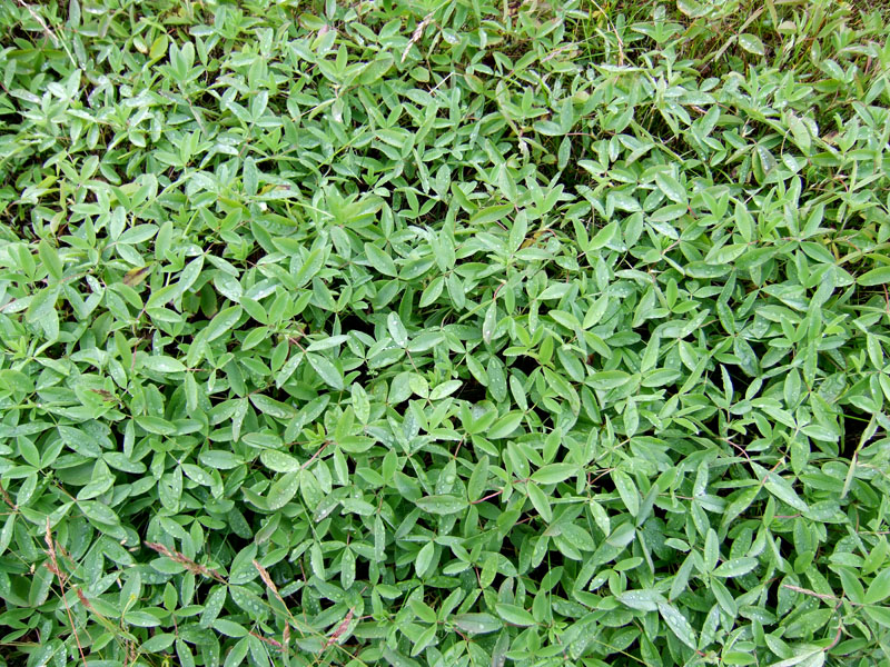 Image of Trifolium medium specimen.