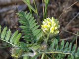 Oxytropis pilosa. Верхушка побега с соцветием. Юг Красноярского края, окр. ст. Минусинск. 16.09.2009.