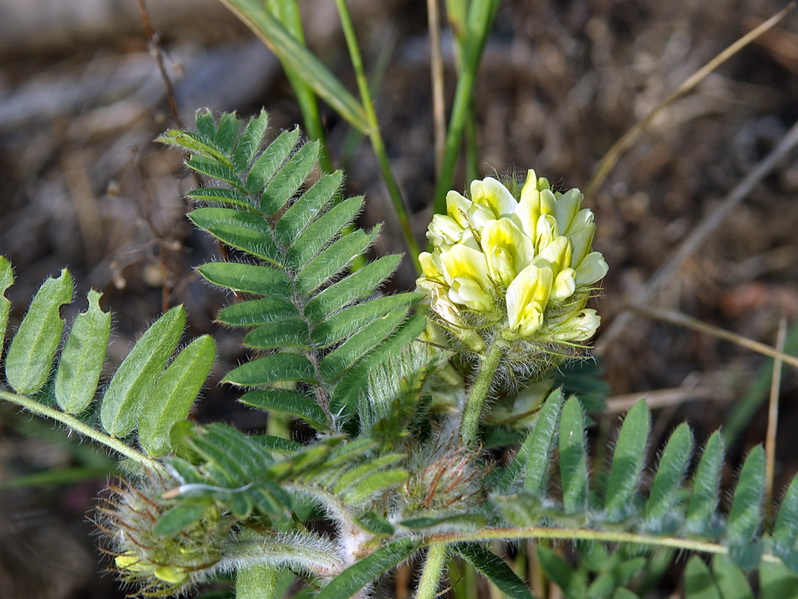 Image of Oxytropis pilosa specimen.