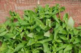 Myosotis sparsiflora. Цветущее растение. Московская обл., Раменский р-н, окр. дер. Хрипань. 18.05.2009.