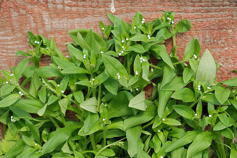 Изображение особи Myosotis sparsiflora.