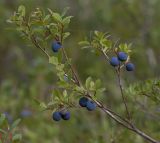 Vaccinium uliginosum. Верхушка плодоносящего растения. Архангельская обл., Соловки, о. Бол. Соловецкий, сосняк сфагновый. 19.08.2014.