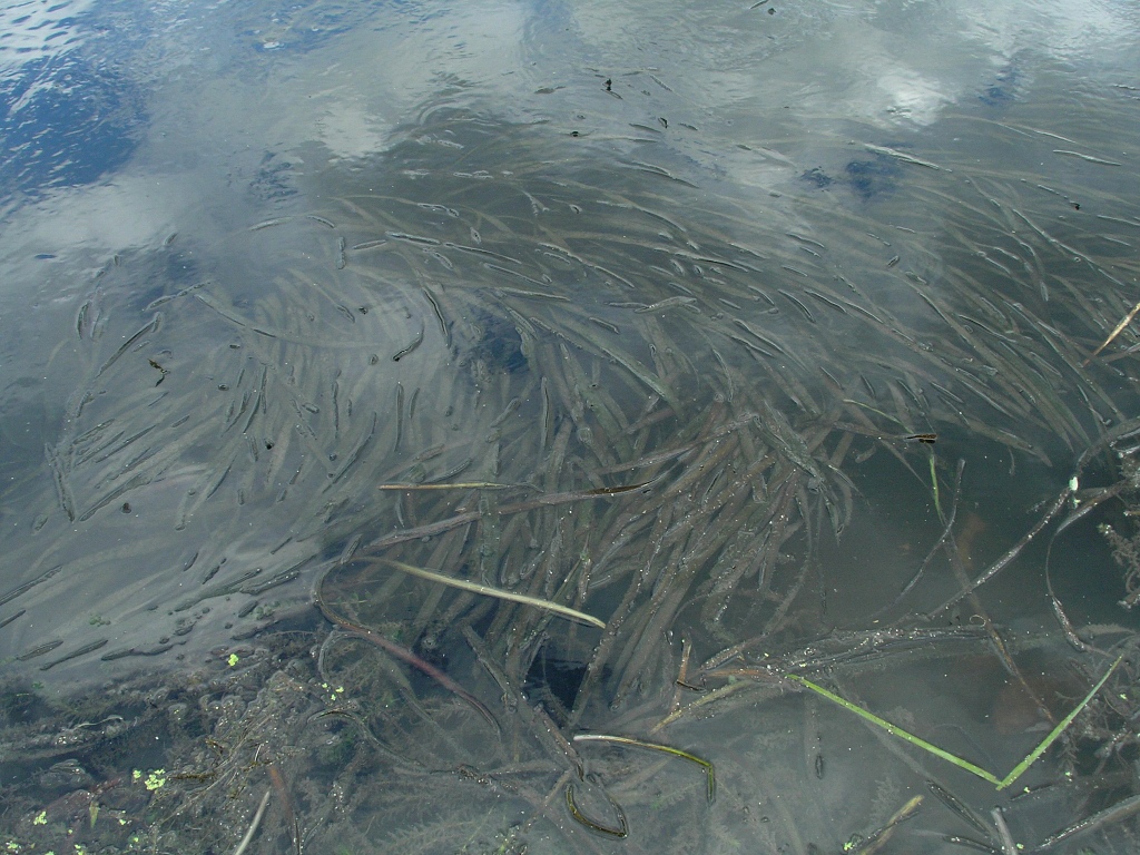 Image of Vallisneria neotropicalis specimen.