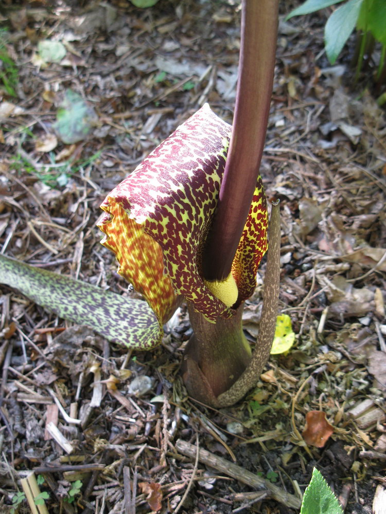Image of Sauromatum venosum specimen.