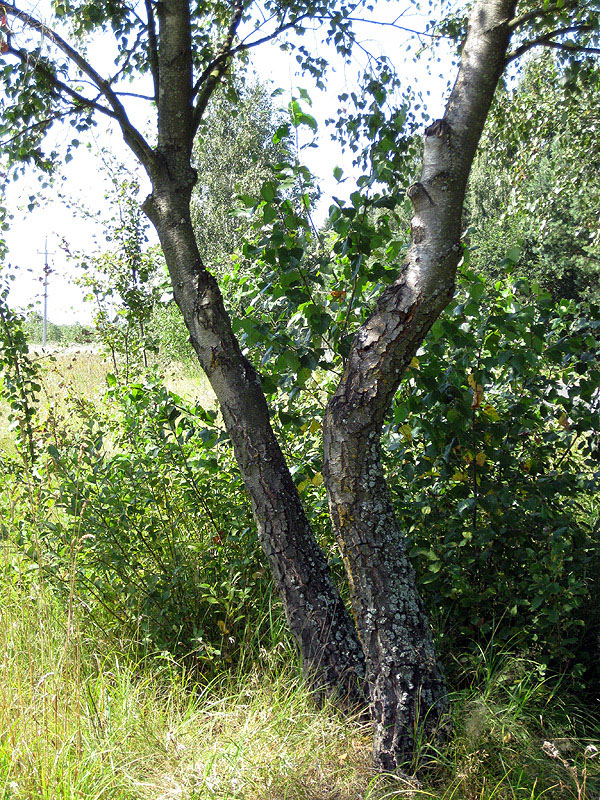 Image of Betula obscura specimen.