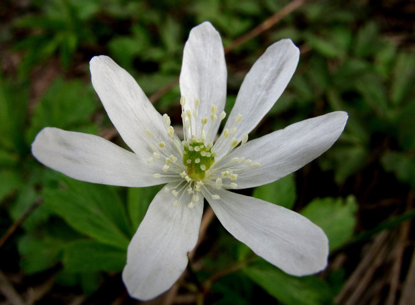 Изображение особи Anemone altaica.